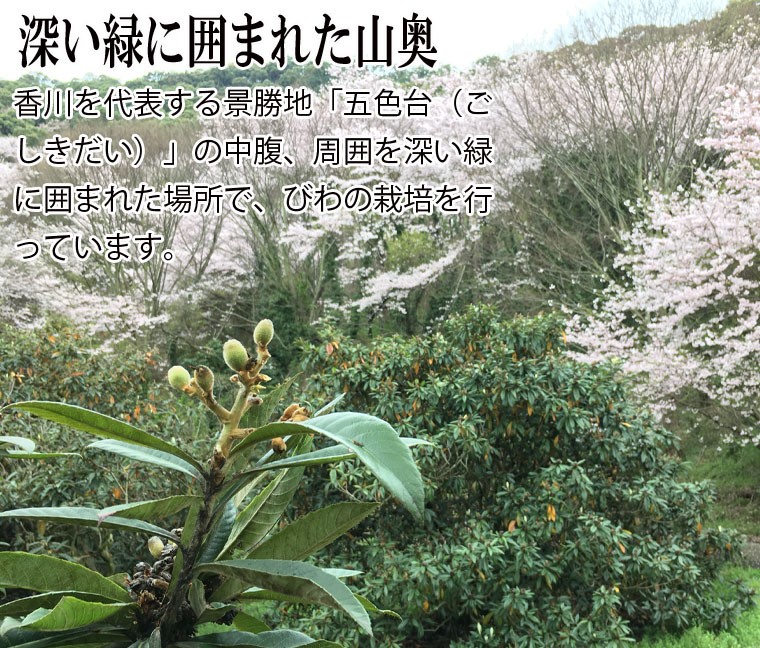 | early stage shipping |[ free shipping ] Kagawa production loquat. leaf 100g(1 sack raw leaf 15-25 sheets )![ domestic production less pesticide ](... leaf *biwa. leaf ) temperature moxibustion *. cloth * loquat extract * loquat therapeutics 