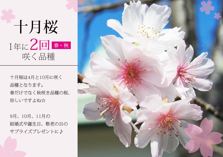  Sakura bonsai : 10 month Sakura *( tea white sink Seto . small bowl )<2024 year spring blooming end > spring autumn Sakura Sakura birthday bonsai