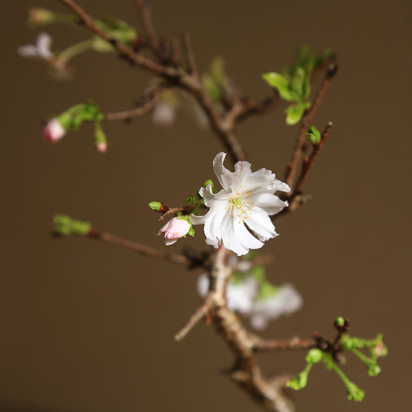  Sakura bonsai : 10 month Sakura *( tea white sink Seto . small bowl )<2024 year spring blooming end > spring autumn Sakura Sakura birthday bonsai