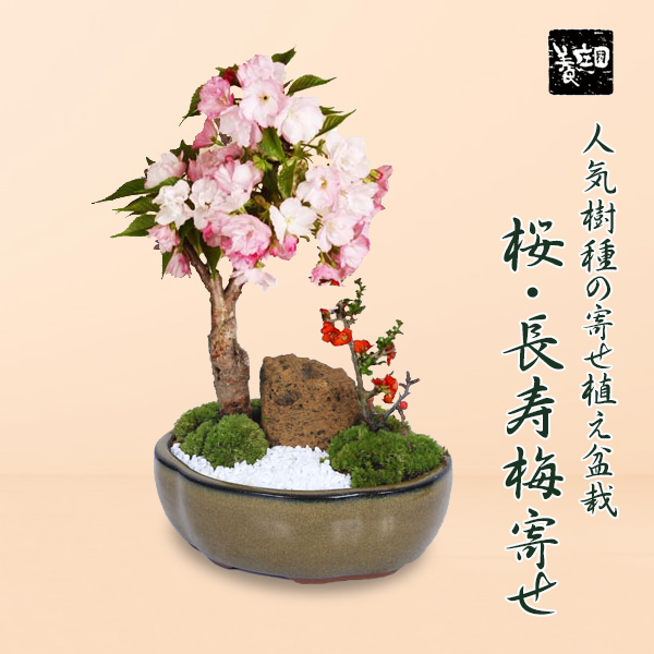  День отца подарок 2024 бонсай : Sakura * бонсай Chojubai ....(2024 год цветение конец ) * (moko тутовик . цвет керамика горшок ) камень мох холод вода имеется растение в горшке Sakura день рождения праздник gift bonsai