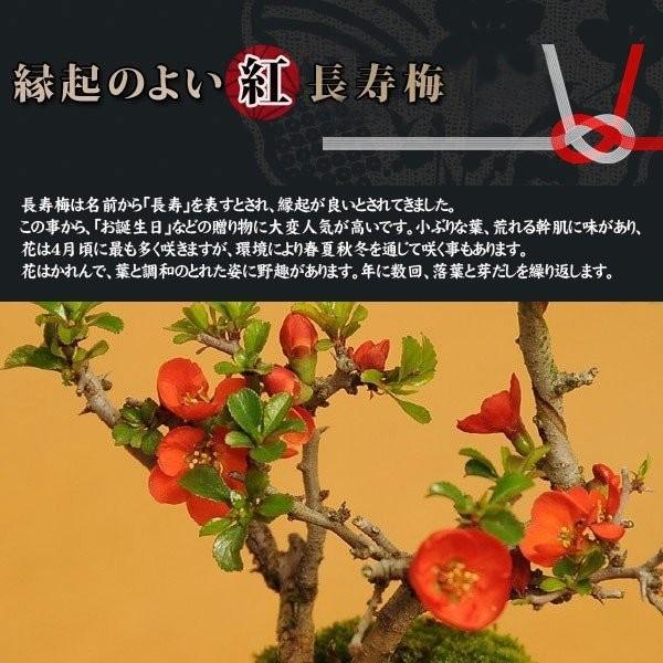  День отца подарок 2024 бонсай : Sakura * бонсай Chojubai ....(2024 год цветение конец ) * (moko тутовик . цвет керамика горшок ) камень мох холод вода имеется растение в горшке Sakura день рождения праздник gift bonsai