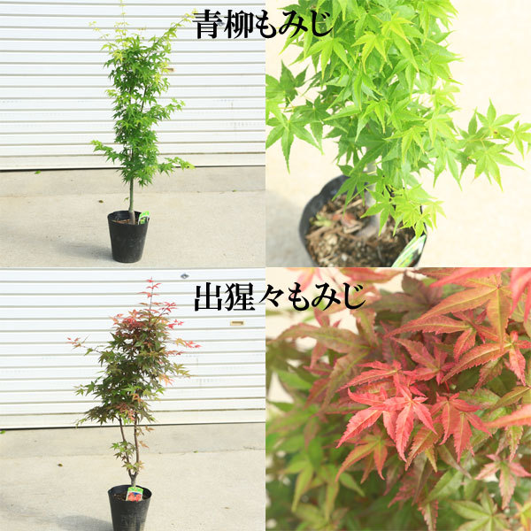  как раз хороший размер. прекрасный . форма садовое дерево * растение :momiji. дерево * синий ... клен красный ... клен и т.п. *