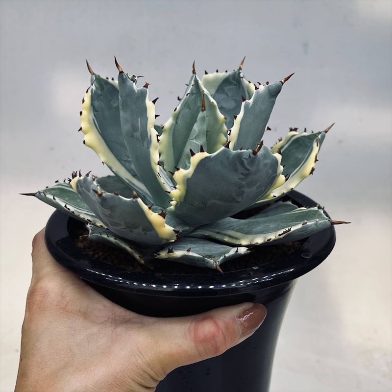  succulent plant : agave ...( Kabuto ganini type )* width 15cm reality goods! one goods limit 