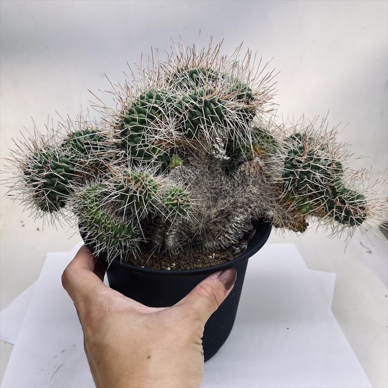  cactus :ma Mira rear white dragon circle ..* width 26cm reality goods one goods limit 