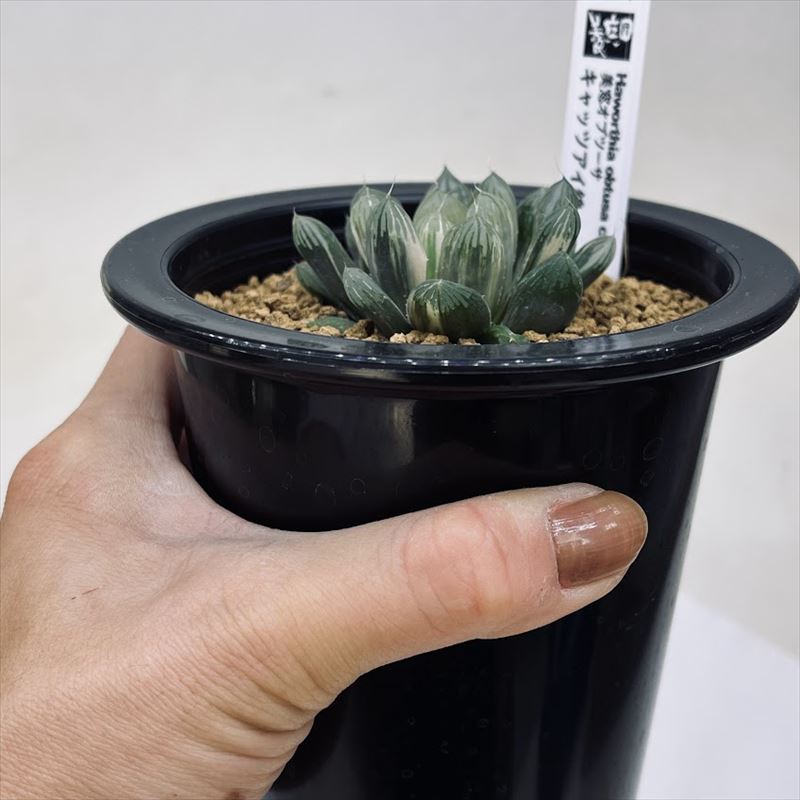  succulent plant : is oruchi blue b two sa cat's-eye .* width 5cm reality goods! one goods limit 