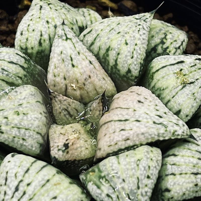  succulent plant : is oru Cheer Kansai series mo The ikpikta* width 7.5cm reality goods! one goods limit 