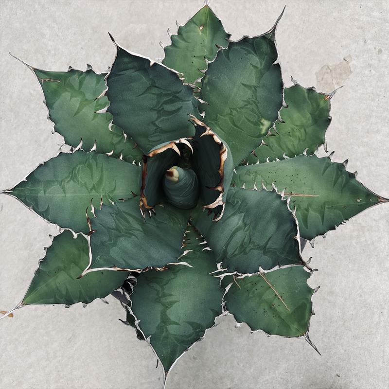  succulent plant : agave chitanota* width 46cm reality goods! one goods limit * under leaf . scratch equipped 