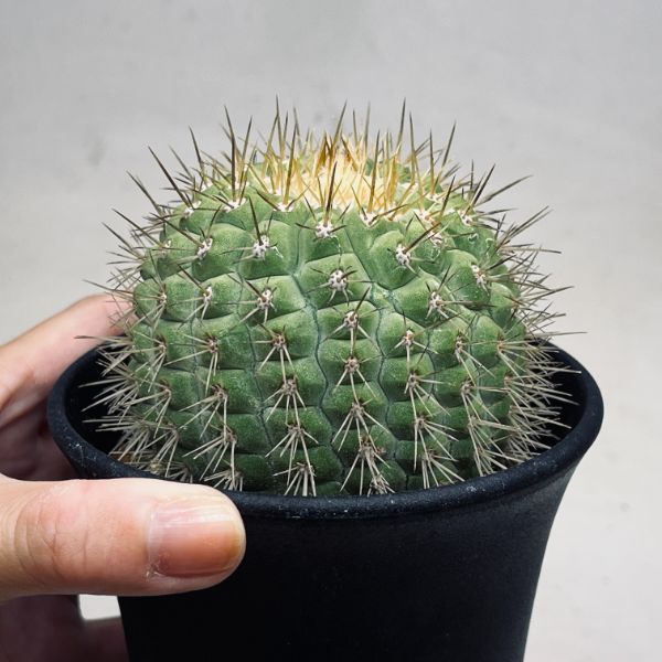  cactus :ko Piaa poa Corum na Alba . dragon circle (......)tsugi* width 7cm reality goods! one goods limit 