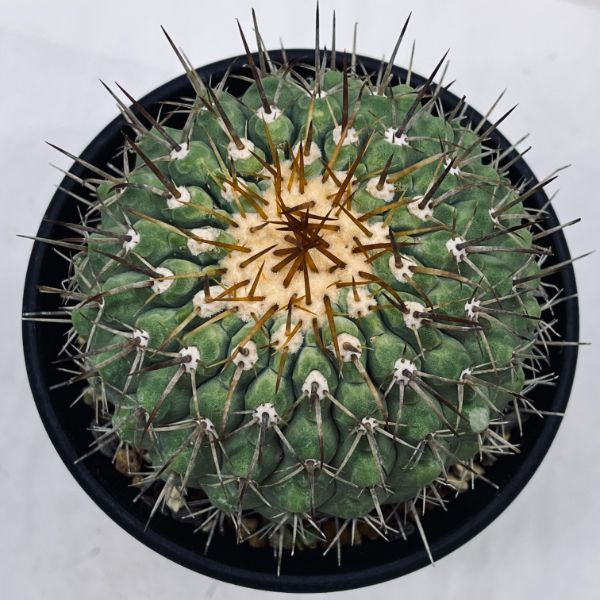  cactus :ko Piaa poa Corum na Alba . dragon circle (......)tsugi* width 8cm reality goods! one goods limit 