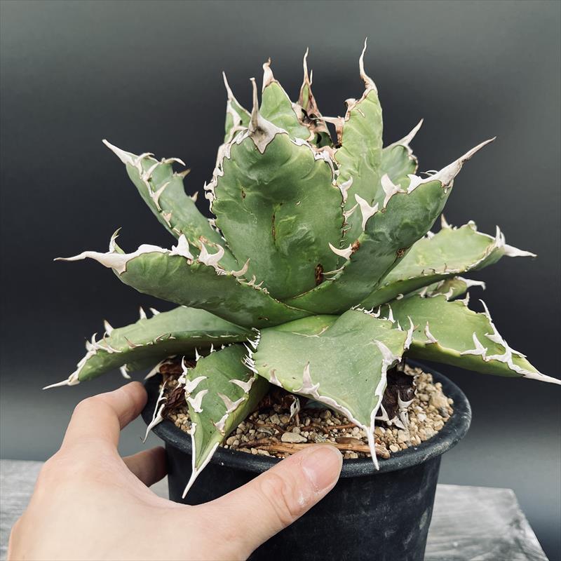  succulent plant : agave chitanota* width 21cm reality goods! one goods limit 