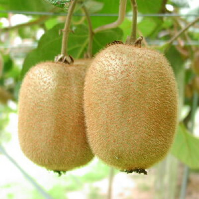 fu.... tax Kinokawa Wakayama prefecture production kiwi fruit fruit approximately 2kg( size mixing )* preeminence goods 