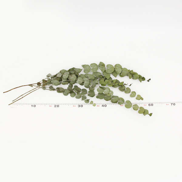 { dry flower material for flower arrangement }* the same day shipping *Coretrading eucalyptus * dry Short natural leaf leaf dry flower swag bouquet 