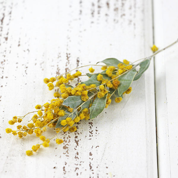 { dry flower material for flower arrangement }* the same day shipping *Coretradingmimo The *ti Alberta natural yellow color taste . little case appears natural mimo The 