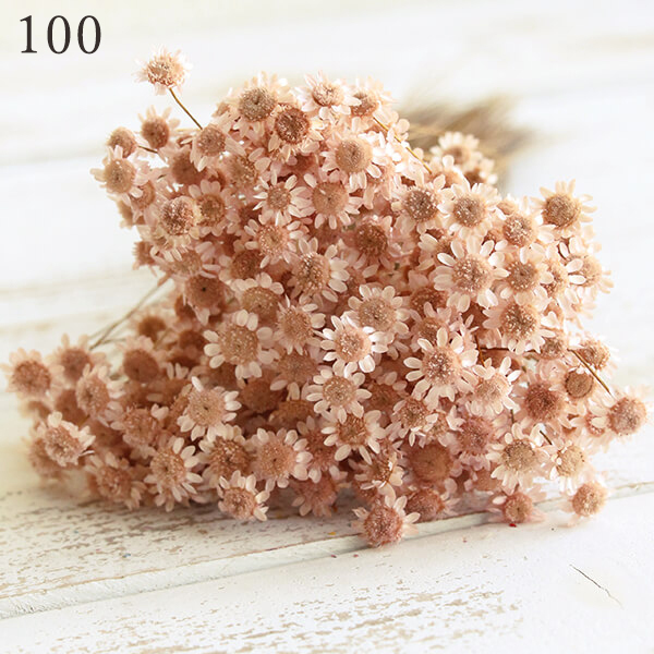 { dry flower material for flower arrangement }*.... goods * large ground agriculture .[ catalog out ] Star flower *pti dry nature material natural dry flower interior pli