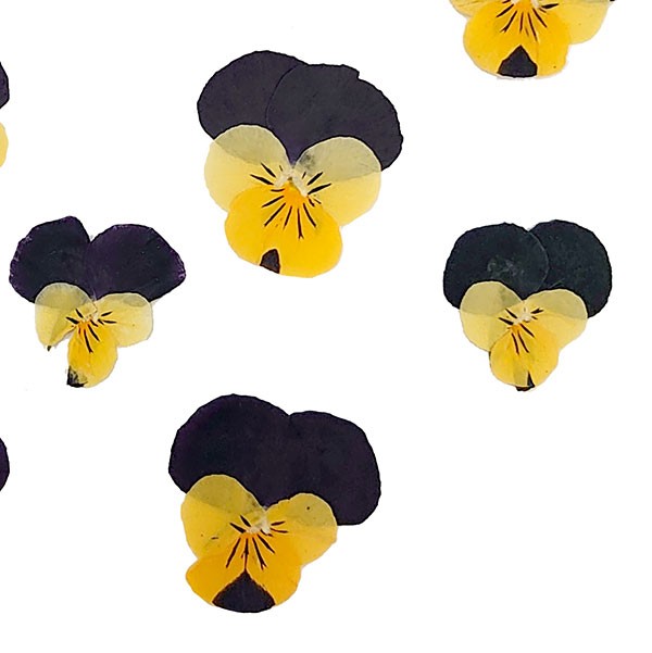 { pressed flower } * the same day shipping * Yamato flower special price pressed flower viola two-tone raw materials ( stock limit ) pressed flower flower viola dry flower parts material for flower arrangement little amount 