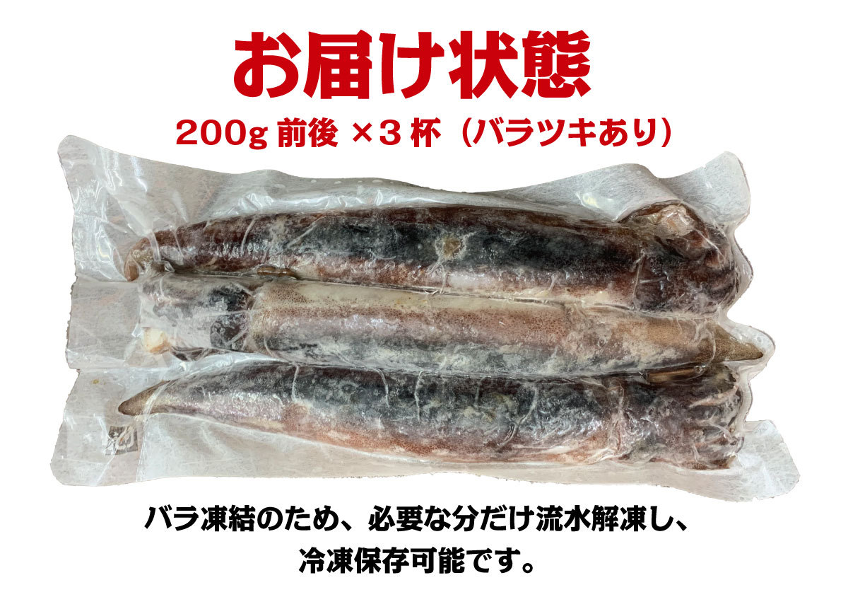 [ new commodity ]. sashimi possibility . dried squid ..! approximately 600g( approximately 180~200g rom and rear (before and after) ×3) Ishikawa prefecture talent . production [ great special price sale ]