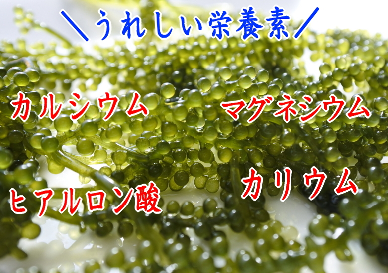  Okinawa префектура производство благодарность. море виноград 50g×1 пакет tare есть наклейка есть несессер нет кошка pohs 