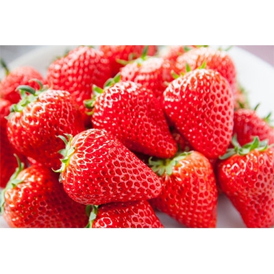 fu.... tax Kinokawa [ popular ] Wakayama production ... . strawberry approximately 250g×4 pack entering 