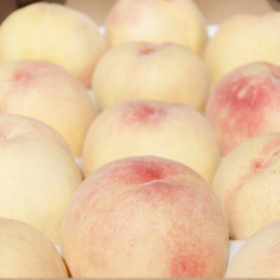 fu.... tax Kinokawa [ production direct ] Wakayama. brand peach [ oh river. peach ] approximately 4kg* preeminence goods 2024 fiscal year shipping minute 