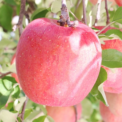 fu.... tax . rice field city popular goods kind! Nagano prefecture production apple ( sun ..) approximately 3kg preeminence goods &lt;2024 year 11 month last third ~12 month middle . shipping &gt;