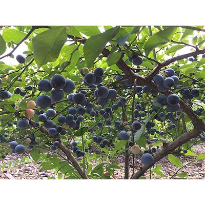 fu.... tax Tsuchiura city [ cultivation period middle pesticide un- use ] premium large grain! raw blueberry 