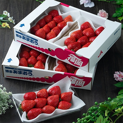 fu.... tax . beautiful block [.... limitation ][ spring ....]5 pack (1.2kg and more ) fruit sommelier . chosen spring ....