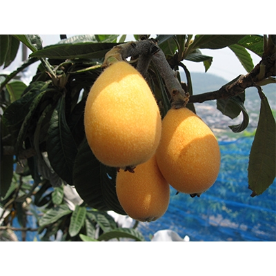 fu.... tax Takamatsu city [ preceding acceptance 2024 year ] house loquat approximately 1kg