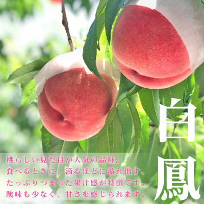 fu.... tax Yamanashi city peach white .2kg and more (5~8 sphere ) Yamanashi prefecture production 