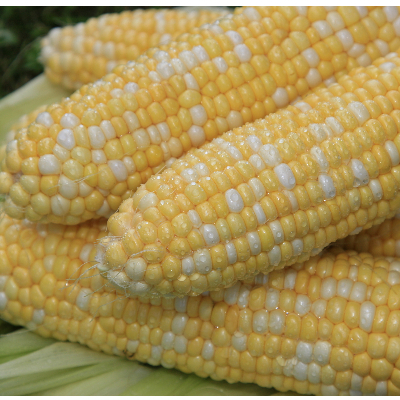 fu.... tax Asahikawa city [ preceding acceptance ].. length corn 5kg(11~13ps.@)_02203