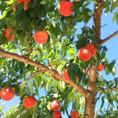 fu.... tax Nakayama block . peace 6 year production preceding acceptance Yamagata prefecture Nakayama block production white peach 3kg goods kind incidental softly become peach .. attaching river middle island white peach other 