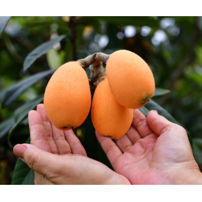 fu.... tax Nagasaki city Nagasaki Special production . tree loquat 