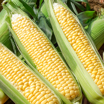 fu.... tax west city west city production morning .. sweet corn ( Gold Rush )7kg[2425]