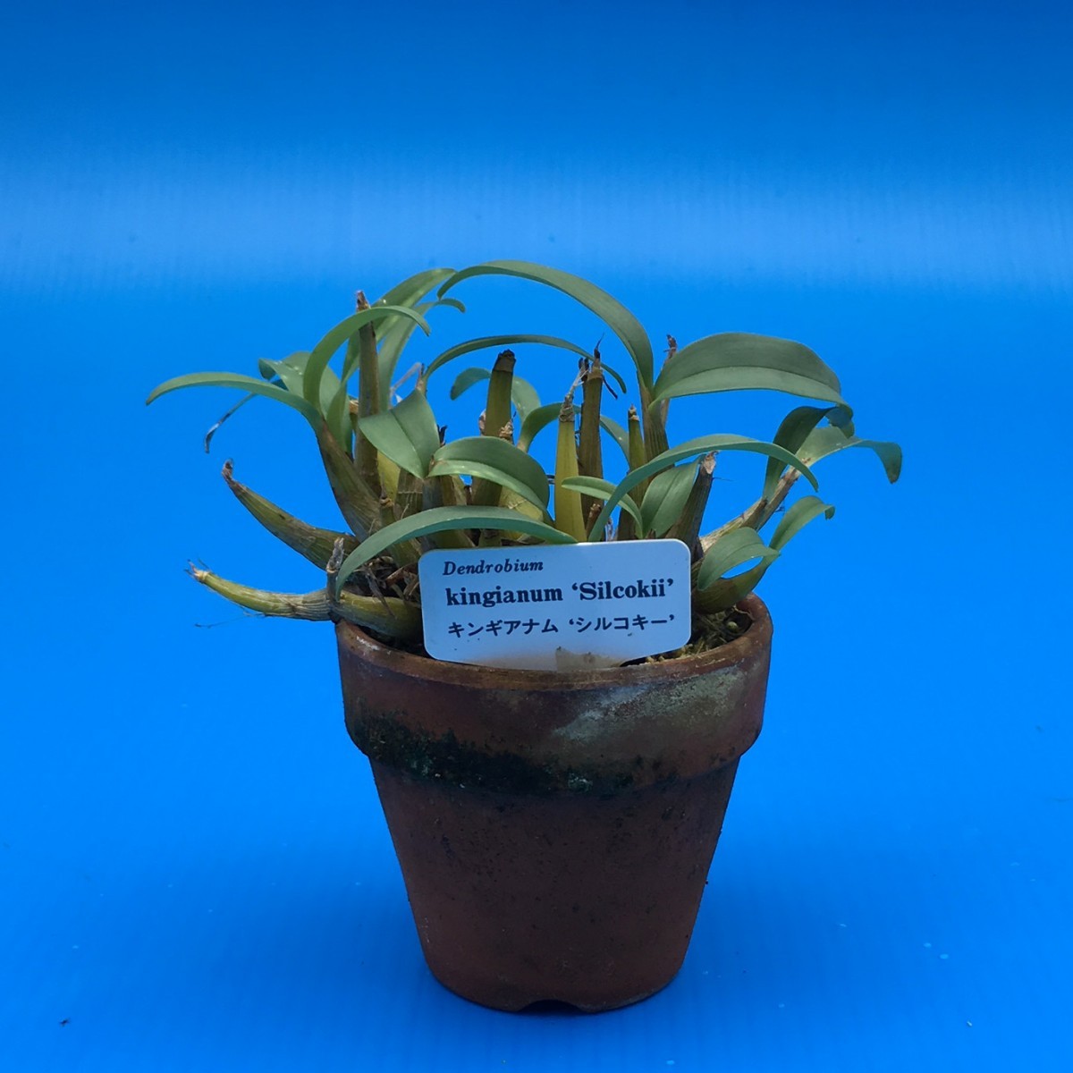 Den.kingianum,silcockii ( gold механизм nam, порог двери ko ключ ) BS цветок нет АО tendorobium. вид 