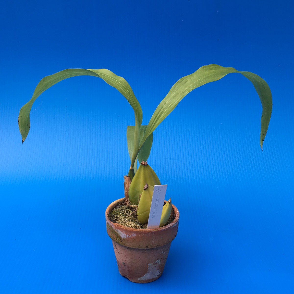 Lyc.aromatica ( aroma TIKKA ) BSli rental te. вид 
