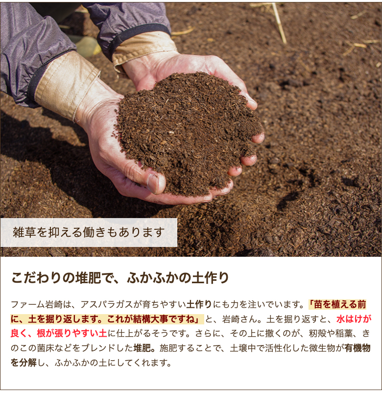  Yamagata префектура производство зеленый спаржа L размер 1.2kg( примерно 50шт.@)/ ферма скала мыс / бесплатная доставка 