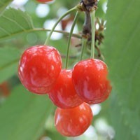  reservation 2 box bulk buying free shipping Yamagata prefecture production cherry Sato . enough 1kg with translation . home use ...... with translation .. equipped . home use ... for 