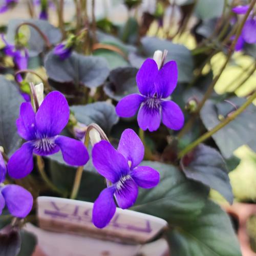  viola Rav ladoli медный p редкость 9~10.5cm pot рассада 