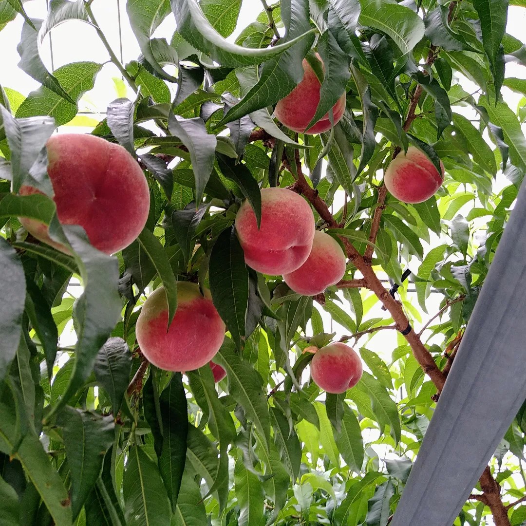  greenhouse peach house peach Yamanashi prefecture production peach day river white .1 kilo box (4~6 sphere entering preeminence goods Class ) free shipping 