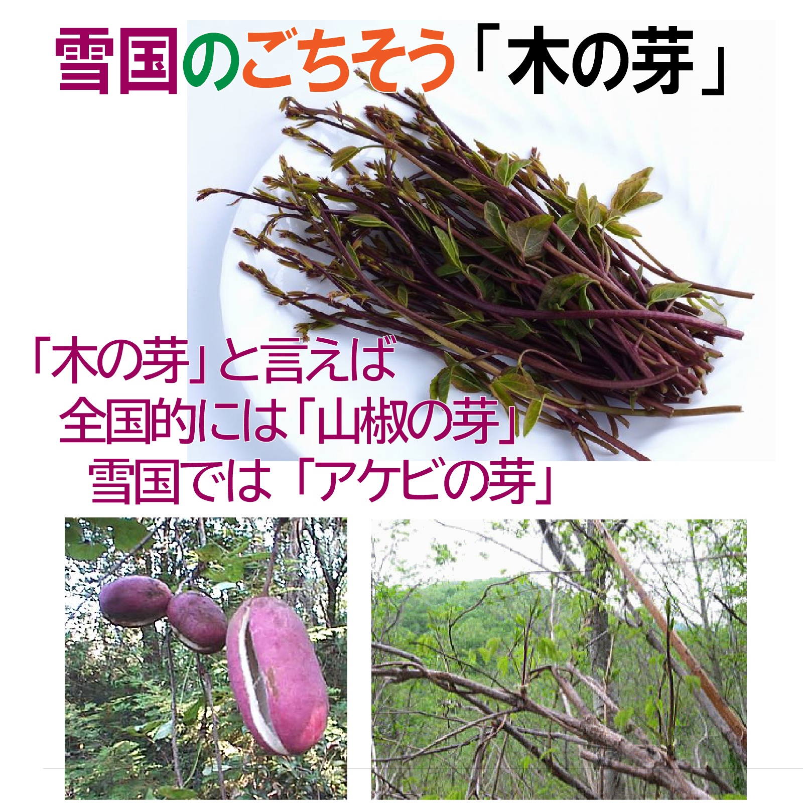 [ early stage reservation . limit 100 jpy discount ][ cooling agent entering ]. snow zone. .. seems to be edible wild plants akebi. new .[ tree. .] approximately 200g/ Niigata . is high class break up . food ingredients 