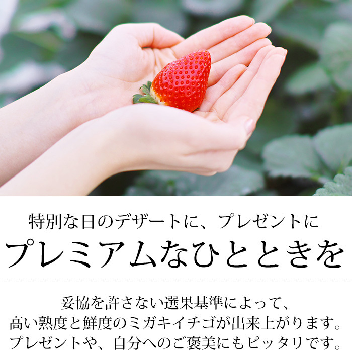  strawberry Miyagi prefecture production migaki strawberry regular 2 pack (2 pack /1 box )