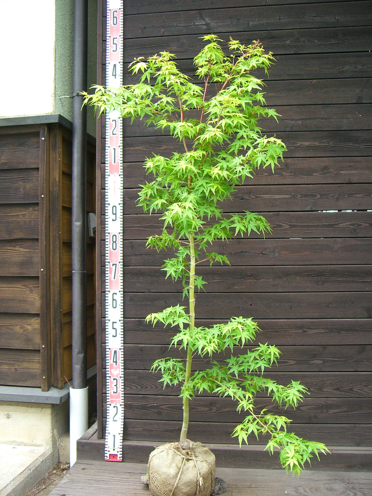  клен katsula