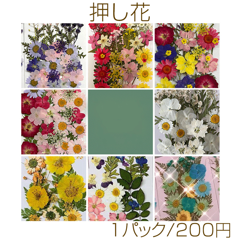  pressed flower assortment natural material 