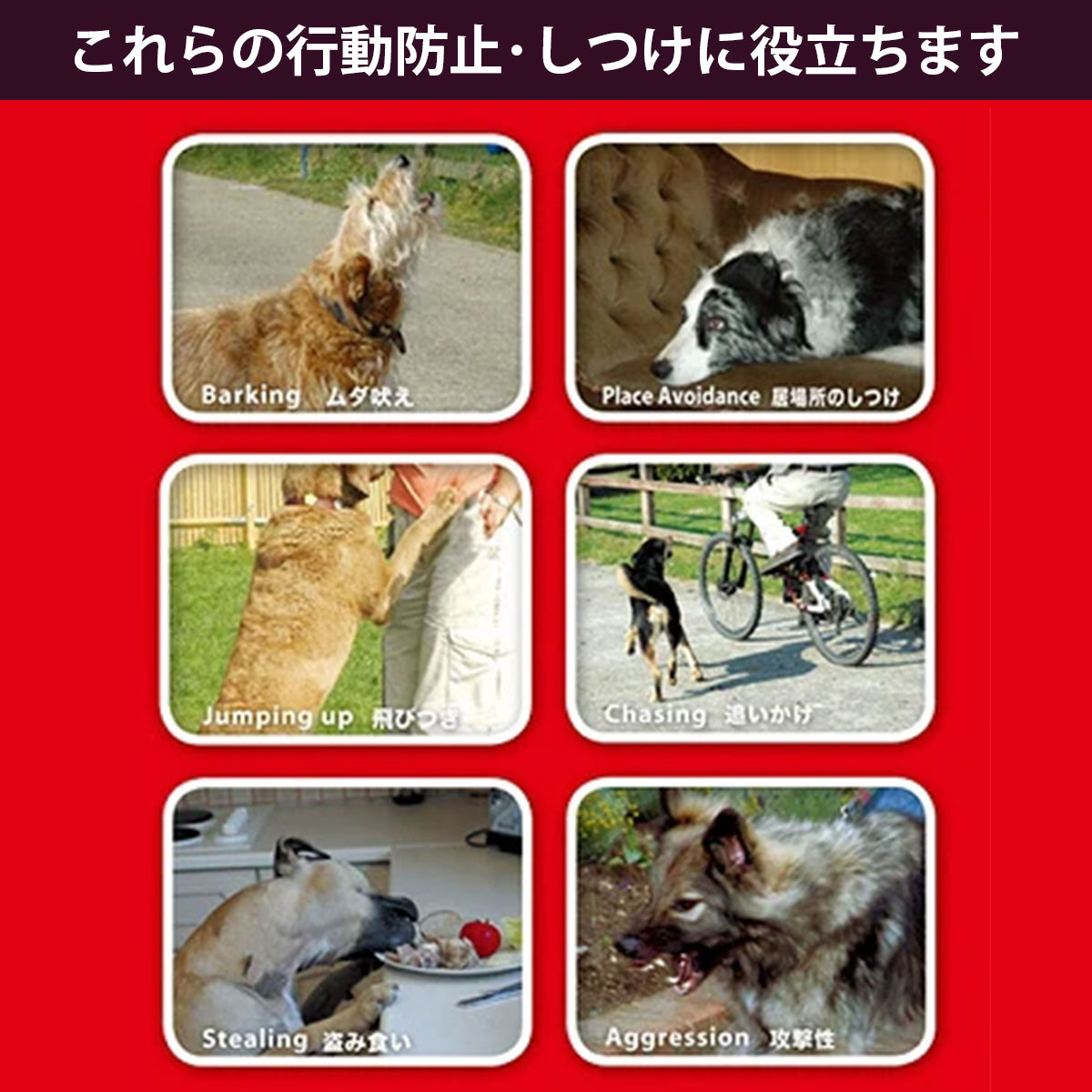 fantasy world pet collector dog uselessness .. prevention .... upbringing (50ml single goods )