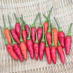 [ ультра . внимание ] утро .. Ibaraki префектура производство остров перец стручковый 20g обычная температура . почтовая отправка 2 шт .5% 3 шт .10% купон 