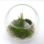 枯れない苔テラリウム 苔プリ 10cmナチュラル