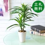  искусственная зелень pot ( юкка ) высота 45cm керамика горшок / искусственная зелень человеческий труд декоративное растение интерьер настольный модный оборудование орнамент класть type 