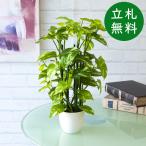  искусственная зелень pot ( свежий pothos ) высота 38cm керамика горшок / искусственная зелень человеческий труд декоративное растение интерьер настольный модный оборудование орнамент класть type 