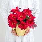  искусственный цветок аранжировка pot (po in se Cheer / красный ) высота 30cm / Рождество оборудование орнамент аранжировка цветов стол посадочная машина интерьер цветок 
