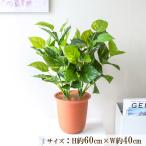  искусственный цветок искусственная зелень pot искусственная листва посадочная машина цветок дисплей через год [PU004-APOTLB искусственный цветок посадочная машина pot ( pothos )]