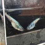 [me Dakar яйцо сапфир ]20 шт + дополнение 5 шт и больше итого 25 шт и больше оризия яйцо сапфир 